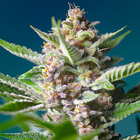 Sweet Seeds - Purple Punch OG