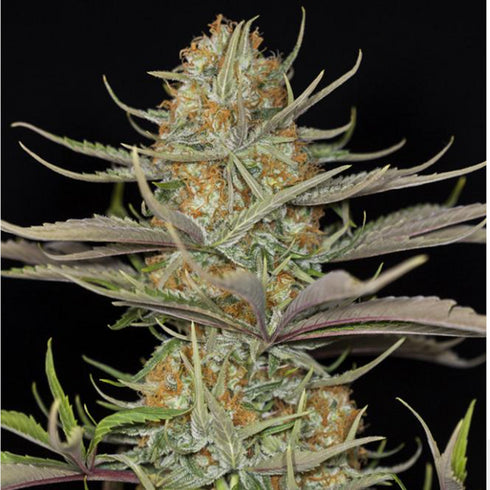 Dinafem Seeds - Sweet Deep Grapefruit