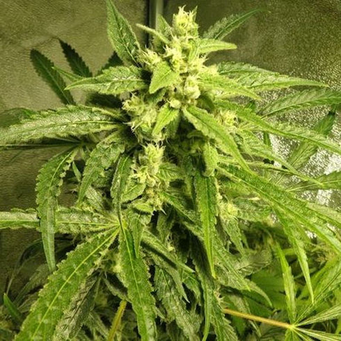 Spliff Seeds - Sweet 'n' Sour Outdoor