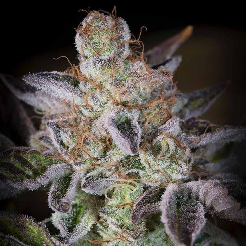 Paradise Seeds - Sweetopia