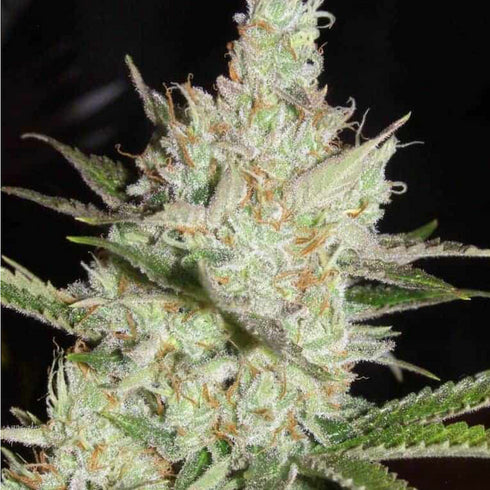 Subcool Seeds/TGA Genetics - Sweet Tea