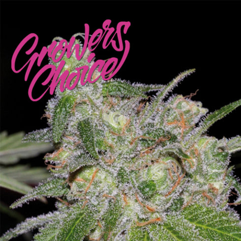 Growers Choice - Sweet Tooth x NLX Auto