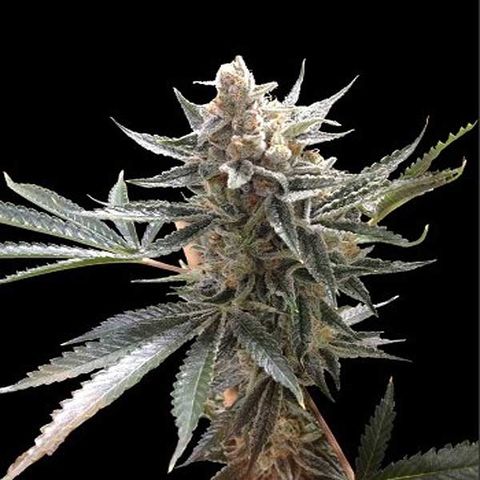 Professor Trichome Seeds - Tangee