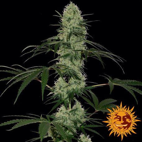 Barney's Farm Seeds - Tangerine Dream Auto