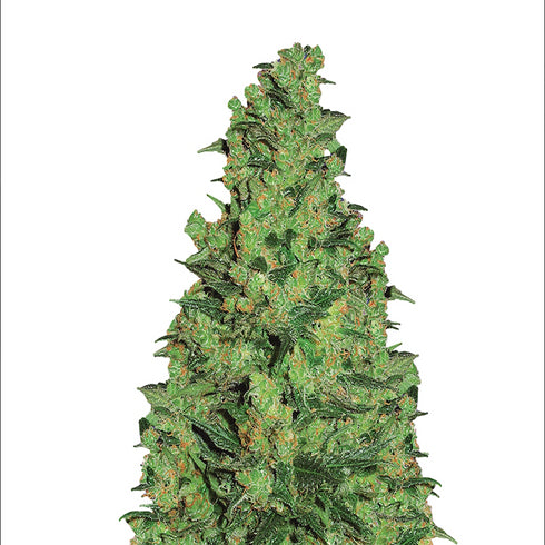 Flying Dutchmen - Temple Haze