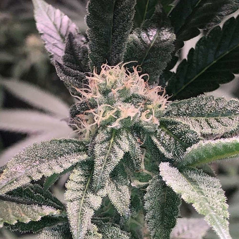 Cannarado Genetics - Tenacious
