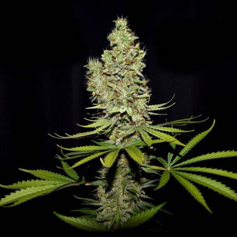 True Canna Genetics - Terparella