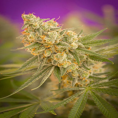 Subcool Seeds/TGA Genetics - Cuvee