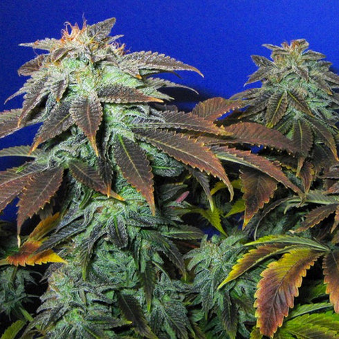 T.H. Seeds - Heavy Duty Fruity