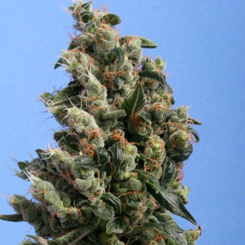 T.H. Seeds - Kushage