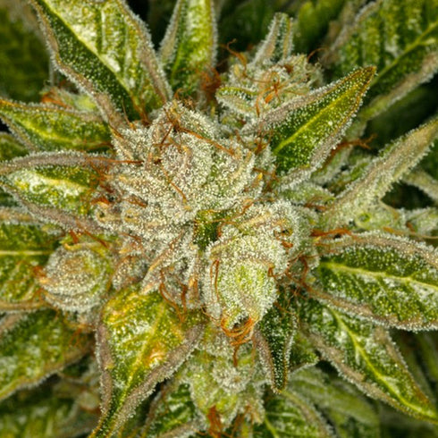 T.H. Seeds - MK Ultra Kush