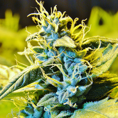 T.H. Seeds - Northern Hog Auto