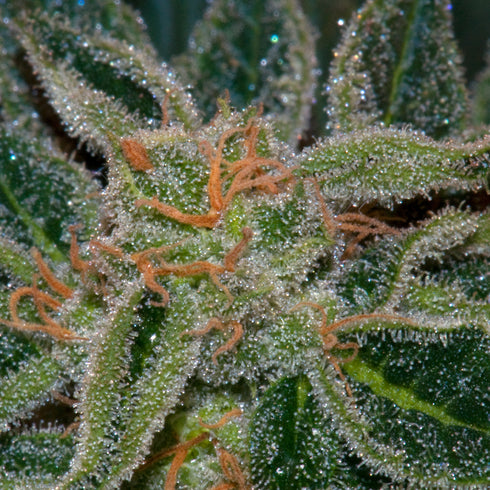 T.H. Seeds - Skunk XXX