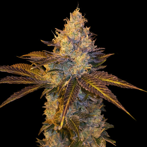 T.H. Seeds - Stracciatella