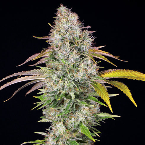 T.H. Seeds - Underdawg Kush