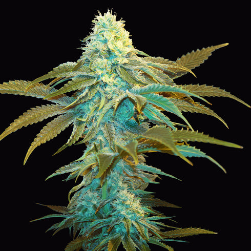 T.H. Seeds - Vanilla Sundae