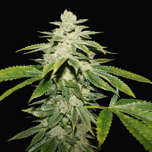 T.H. Seeds - WaterMelon Ultra