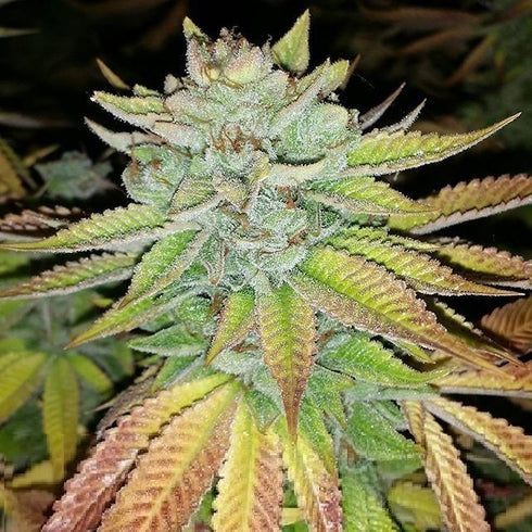 Karma Genetics - Tha Melon