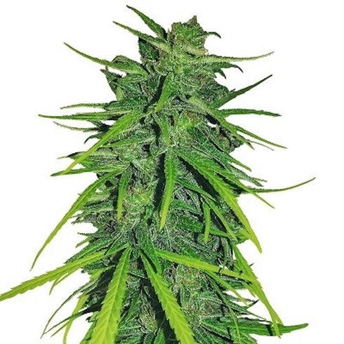 Ace Seeds - Thai x Panama