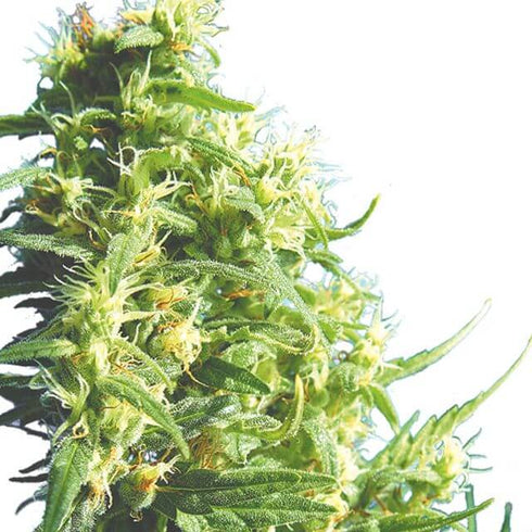 Flying Dutchmen - Thai-Tanic