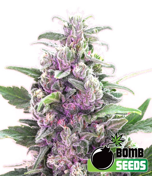 Bomb Seeds - THC Bomb