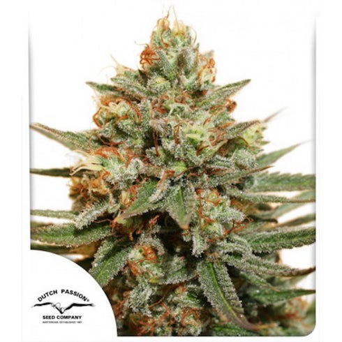 Dutch Passion - The Edge