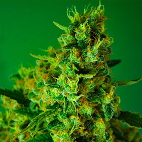 Dr Krippling Seeds - The Incredible Bulk