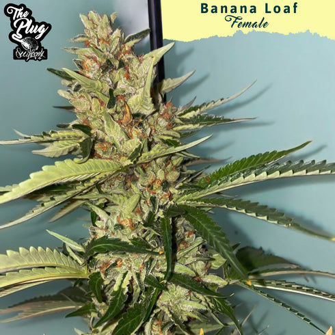 The Plug Seedbank - Banana Loaf