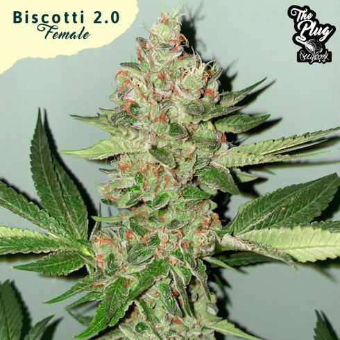 The Plug Seedbank - Biscotti 2.0