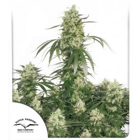 Dutch Passion - The Ultimate