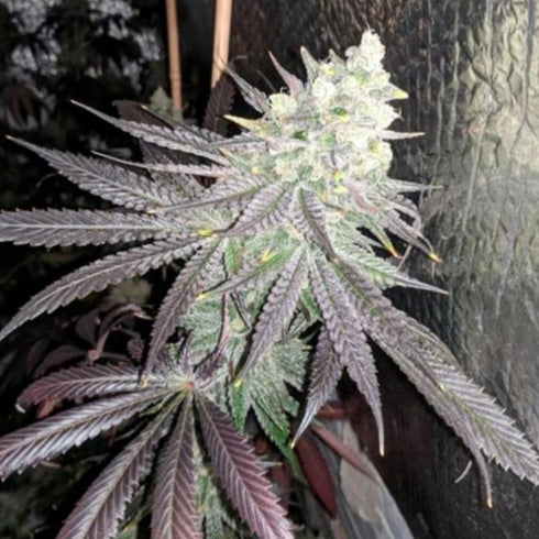 The Plug Seedbank - Baklava