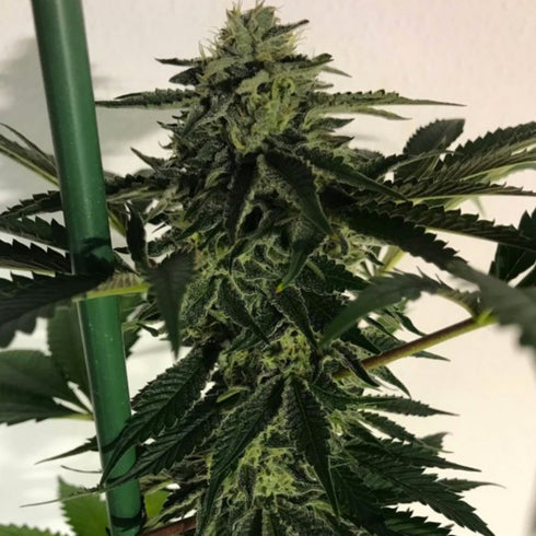 The Plug Seedbank - Blue Sherbert S1