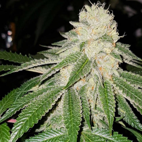 The Plug Seedbank - Sunlato AKA Currylato