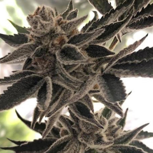 The Plug Seedbank - Do-Si-Dos Z