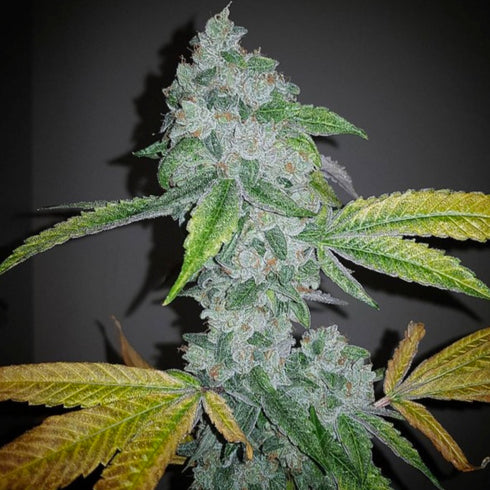 The Plug Seedbank - El Chapo