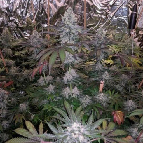 The Plug Seedbank - Melonaid Zkittlez