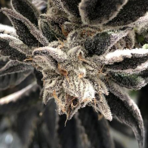 The Plug Seedbank - Punch the Cake