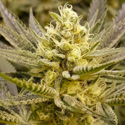 The Plug Seedbank - Sorbet