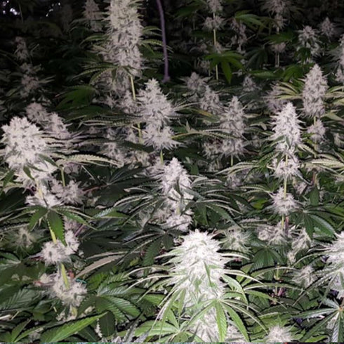 The Plug Seedbank - Spumoni