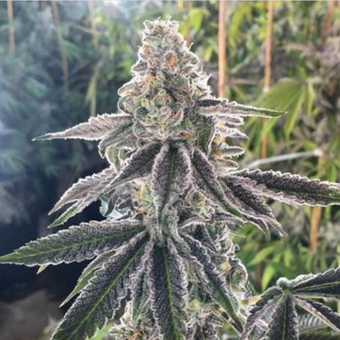 BC Bud Depot - The Breath