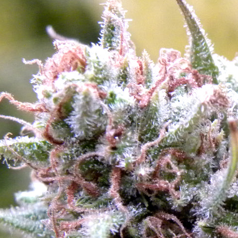 Mr Nice Seedbank - The Cure