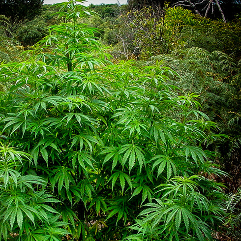 Mr Nice Seedbank - The Doors (NL5 x Haze AC)