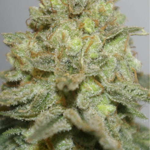 Digital Genetics - The Durban Special