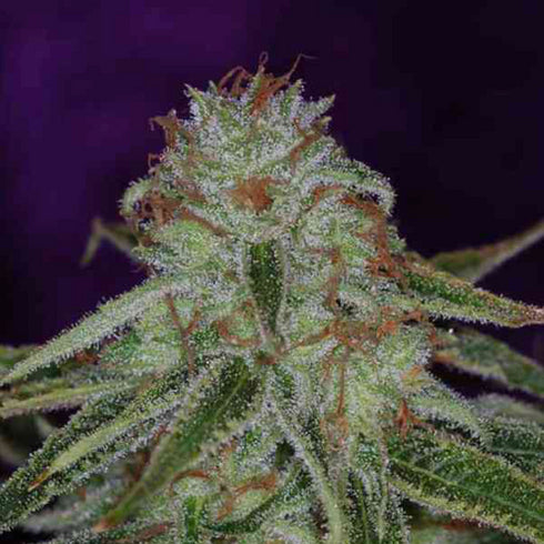 Subcool Seeds/TGA Genetics - The Flav