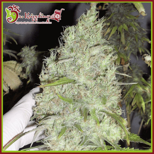 Dr Krippling Seeds - The Incredible Bulk Auto