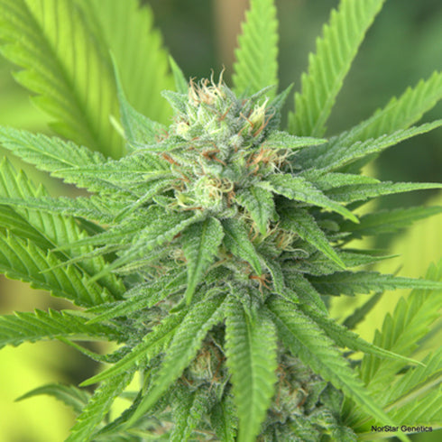 Norstar Genetics - The Mission