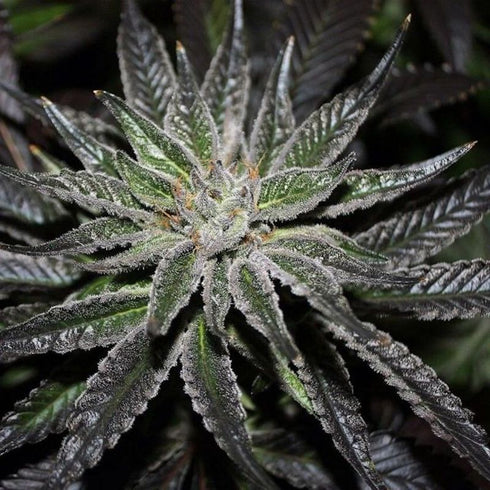 Rare Dankness - The OX