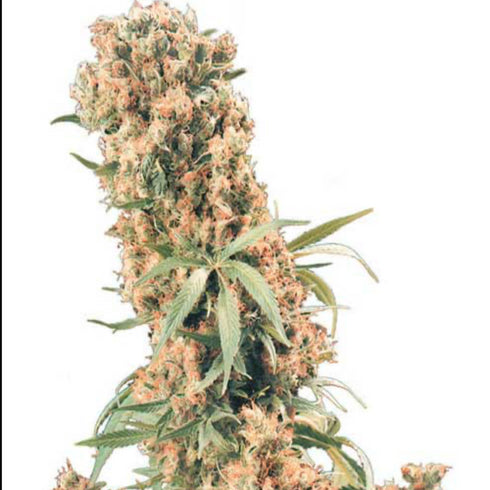 Flying Dutchmen - The Pure