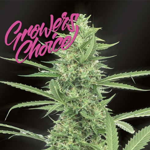 Growers Choice - The Real Amnesia