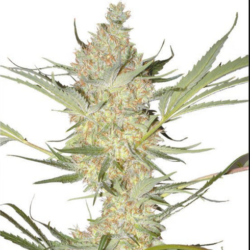 Flying Dutchmen - The Real McCoy